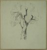 1909-1913 ca. - Albero